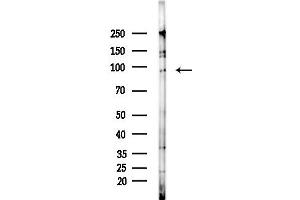 Western blot analysis of lysates from Mouse brain, using ICAM5 Antibody at 1/1000 dilution.