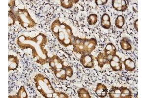 Image no. 1 for anti-CoA Synthase (COASY) (AA 461-565) antibody (ABIN466246) (COASY antibody  (AA 461-565))