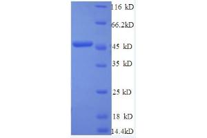 SDS-PAGE (SDS) image for Interferon, beta 1, Fibroblast (IFNB1) (AA 22-187) protein (GST tag) (ABIN5712480)