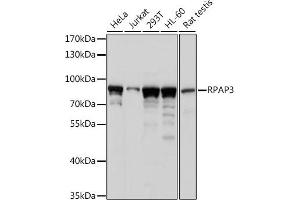 Western blot analysis of extracts of various cell lines, using RP antibody (ABIN7270101) at 1:1000 dilution. (RPAP3 antibody  (AA 17-241))