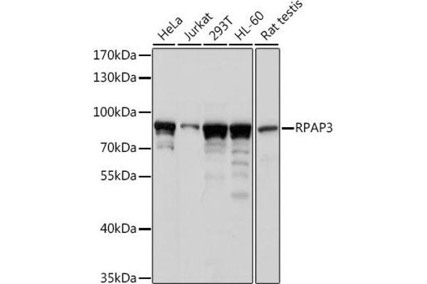 RPAP3 抗体  (AA 17-241)