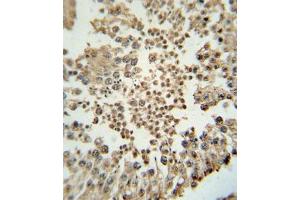 Immunohistochemical staining of formalin-fixed and paraffin-embedded human testis tissue reacted with EZH2 monoclonal antibody  at 1:10-1:50 dilution.
