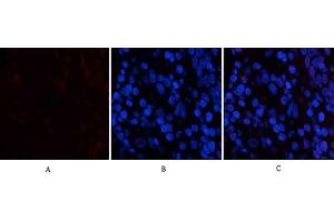 Immunofluorescence analysis of human stomach tissue.
