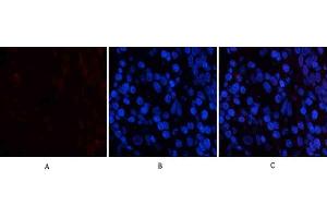 Immunofluorescence analysis of human stomach tissue. (PDGFB antibody  (AA 30-110))