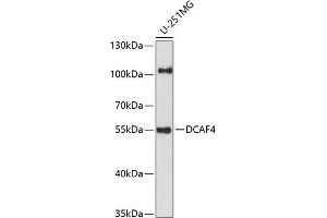 Western blot analysis of extracts of U-251MG cells, using DC antibody (ABIN7266683) at 1:1000 dilution. (DCAF4 antibody  (AA 1-120))