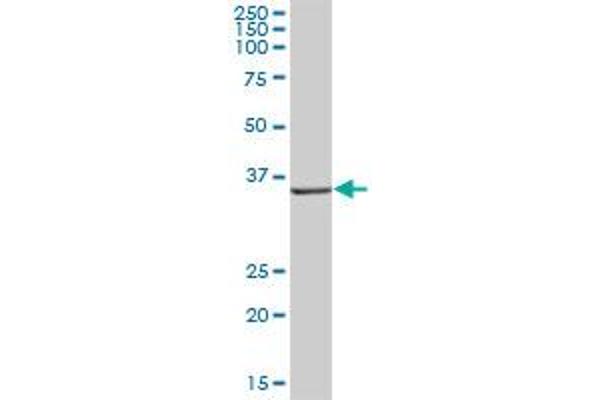 AKR1D1 antibody  (AA 1-326)