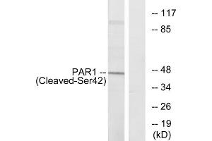 Western blot analysis of extracts from Jurkat cells, using PAR1 (Cleaved-Ser42) antibody. (PAR1 antibody  (Cleaved-Ser42, N-Term))