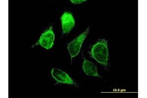 Immunofluorescence of purified MaxPab antibody to ECHS1 on HeLa cell. (ECHS1 antibody  (AA 1-290))