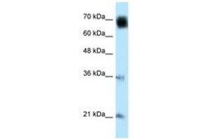 Image no. 1 for anti-Glomulin, FKBP Associated Protein (GLMN) (AA 436-479) antibody (ABIN6741140) (GLMN antibody  (AA 436-479))