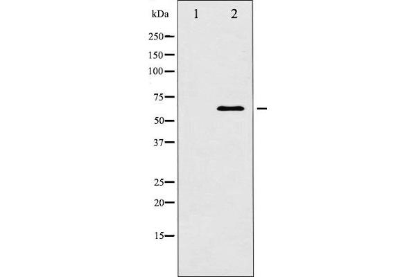 DOK1 antibody  (Internal Region)