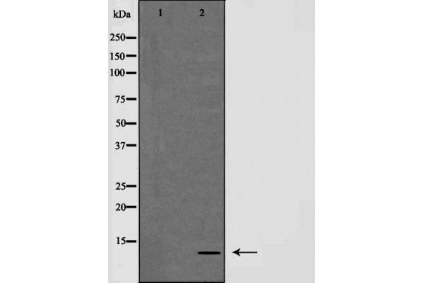 NDUFA4 antibody  (C-Term)