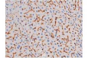 ABIN6267485 at 1/200 staining Mouse liver tissue sections by IHC-P. (IRS1 antibody  (pSer636))