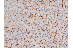 ABIN6267485 at 1/200 staining Mouse liver tissue sections by IHC-P. (IRS1 antibody  (pSer636))