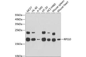 Western blot analysis of extracts of various cell lines, using RPS10 antibody (ABIN6132945, ABIN6147192, ABIN6147194 and ABIN6221686) at 1:1000 dilution. (RPS10 antibody  (AA 1-165))