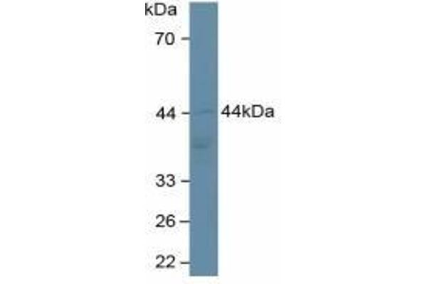 Adiponectin Receptor 2 antibody  (AA 2-155)