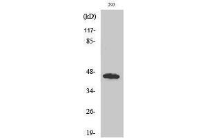 Western Blotting (WB) image for anti-UBA Domain Containing 1 (UBAC1) (Internal Region) antibody (ABIN3175232) (UBAC1 antibody  (Internal Region))