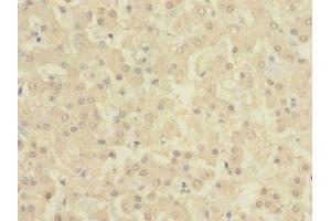 Immunohistochemistry of paraffin-embedded human liver tissue using ABIN7145876 at dilution of 1:100 (BTN1A1 antibody  (AA 27-210))