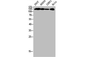 Western Blot analysis of 293T AD293 22RV1 HELA cells using Phospho-MYPT1 (T853) Polyclonal Antibody (PPP1R12A antibody  (pThr853))