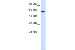 Western Blotting (WB) image for anti-TBC1 Domain Family, Member 10B (TBC1D10B) antibody (ABIN2460976) (TBC1D10B antibody)