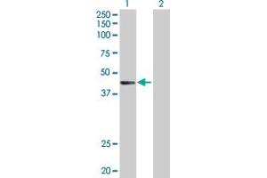 Western Blot analysis of CTNS expression in transfected 293T cell line by CTNS MaxPab polyclonal antibody. (CTNS antibody  (AA 1-400))