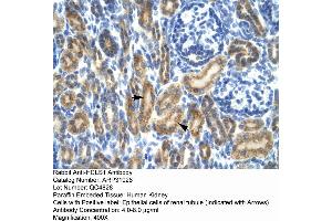 Rabbit Anti-HCLS1 Antibody  Paraffin Embedded Tissue: Human Kidney Cellular Data: Epithelial cells of renal tubule Antibody Concentration: 4. (HCLS1 antibody  (N-Term))