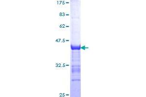 Neurotrophin 3 Protein (NTF3) (AA 19-128) (GST tag)