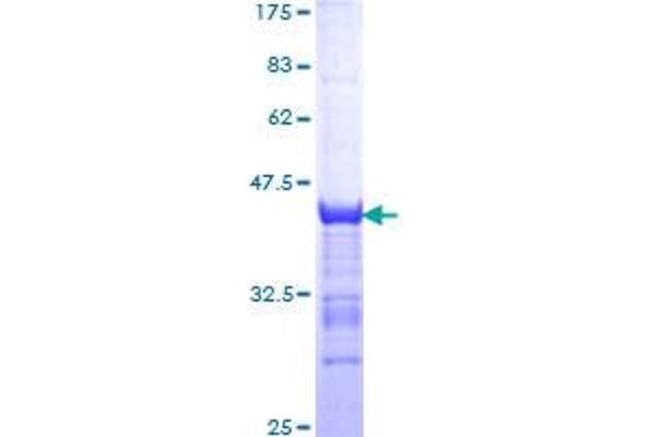 Neurotrophin 3 Protein (NTF3) (AA 19-128) (GST tag)