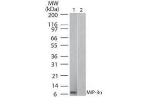 Western Blot of Human MIP 3α (Mouse) Antibody Lane 1: human recombinant MIP-3a Lane 2: mouse recombinant MIP-3a Primary antibody: Human MIP 3α (RAT) Antibody at 0. (CCL20 antibody)