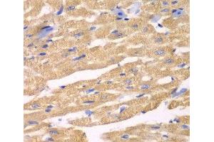 Immunohistochemistry of paraffin-embedded Mouse heart using APLP1 Polyclonal Antibody at dilution of 1:100 (40x lens). (APLP1 antibody)