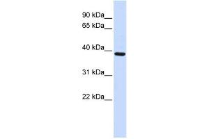 FBXO24 antibody used at 1 ug/ml to detect target protein. (FBXO24 antibody  (Middle Region))