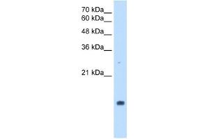 PPIA antibody used at 2.