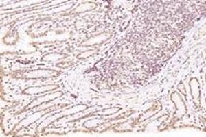 Immunohistochemistry (Paraffin-embedded Sections) (IHC (p)) image for anti-Exportin 7 (XPO7) antibody (ABIN7073901)