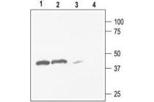 Western blot analysis of rat kidney (lanes 1 and 3) and brain (lanes 2 and 4) membranes: - 1,2. (KCNJ4 antibody  (C-Term, Intracellular))