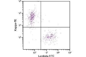 CD19+ human B-lymphocytes were stained with Goat F(ab’)2 Anti-Human Lambda, Mouse ads-FITC and Goat F(ab’)2 Anti-Human Kappa-PE. (Goat anti-Human lambda (Chain lambda) Antibody (FITC) - Preadsorbed)
