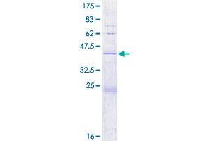 HIST2H2BE Protein (AA 1-126) (GST tag)