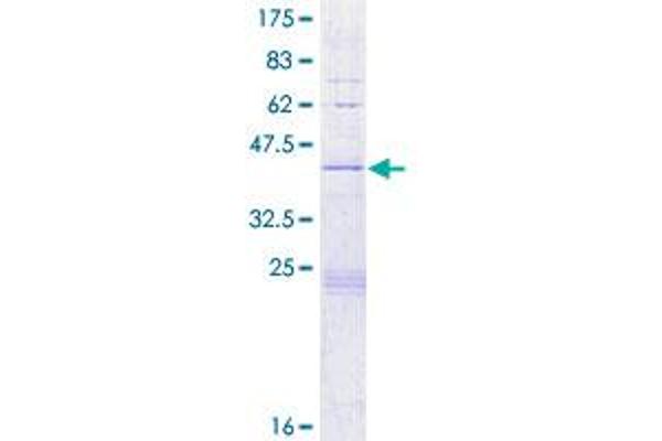 HIST2H2BE Protein (AA 1-126) (GST tag)