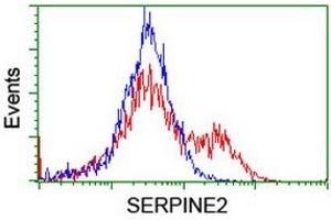HEK293T cells transfected with either RC204904 overexpress plasmid (Red) or empty vector control plasmid (Blue) were immunostained by anti-SERPINE2 antibody (ABIN2455738), and then analyzed by flow cytometry.