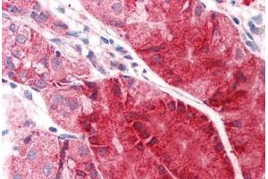 Anti-C14orf1 antibody  ABIN960744 IHC staining of human stomach. (C14orf1 antibody  (C-Term))