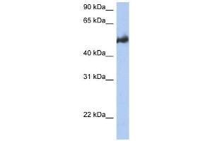 BAG3 antibody used at 1 ug/ml to detect target protein. (BAG3 antibody  (Middle Region))