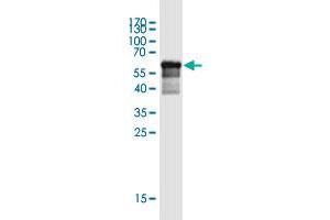 Western Blot detection against Immunogen (64. (SLFN5 antibody  (AA 1-338))