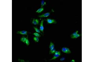 Immunofluorescence staining of Hela cells with ABIN7152021 at 1:133, counter-stained with DAPI.