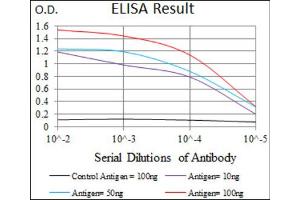 Red: Control Antigen (100ng) ; Purple: Antigen (10ng) ; Green: Antigen (50ng) ; Blue: Antigen (100ng). (DNAL4 antibody  (AA 1-105))