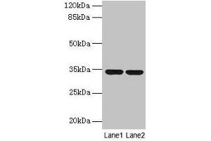 MRPL19 antibody  (AA 1-292)