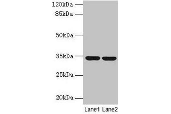 MRPL19 antibody  (AA 1-292)