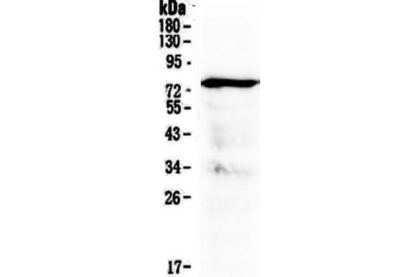 MAVS antibody  (AA 34-96)