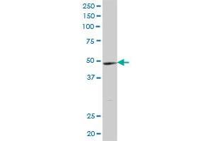 YTHDF2 MaxPab polyclonal antibody. (YTHDF2 antibody  (AA 1-579))