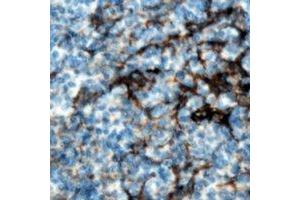 Immunohistochemical analysis of CMTM8 staining in human tonsil formalin fixed paraffin embedded tissue section. (CMTM8 antibody)