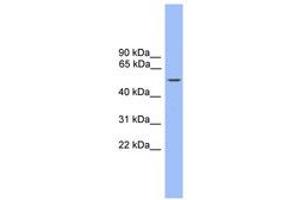 Image no. 1 for anti-Zinc Finger and BTB Domain Containing 8B (ZBTB8B) (AA 411-460) antibody (ABIN6744490) (ZBTB8B antibody  (AA 411-460))