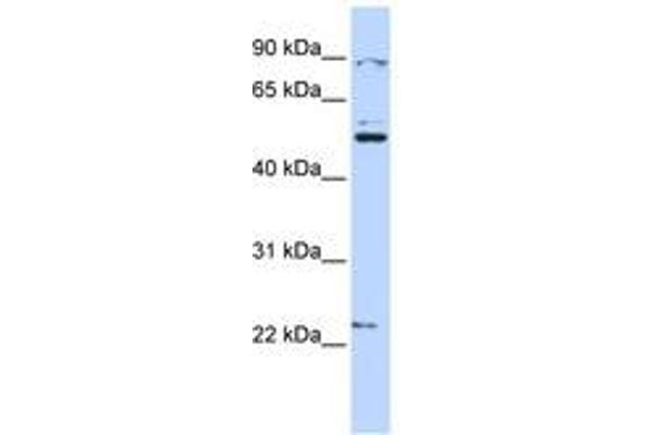 Membrane transport protein XK (XK) (AA 108-157) antibody