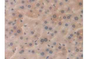 Detection of APP in Mouse Liver Tissue using Polyclonal Antibody to Amyloid Precursor Protein (APP) (APP antibody  (AA 672-711))